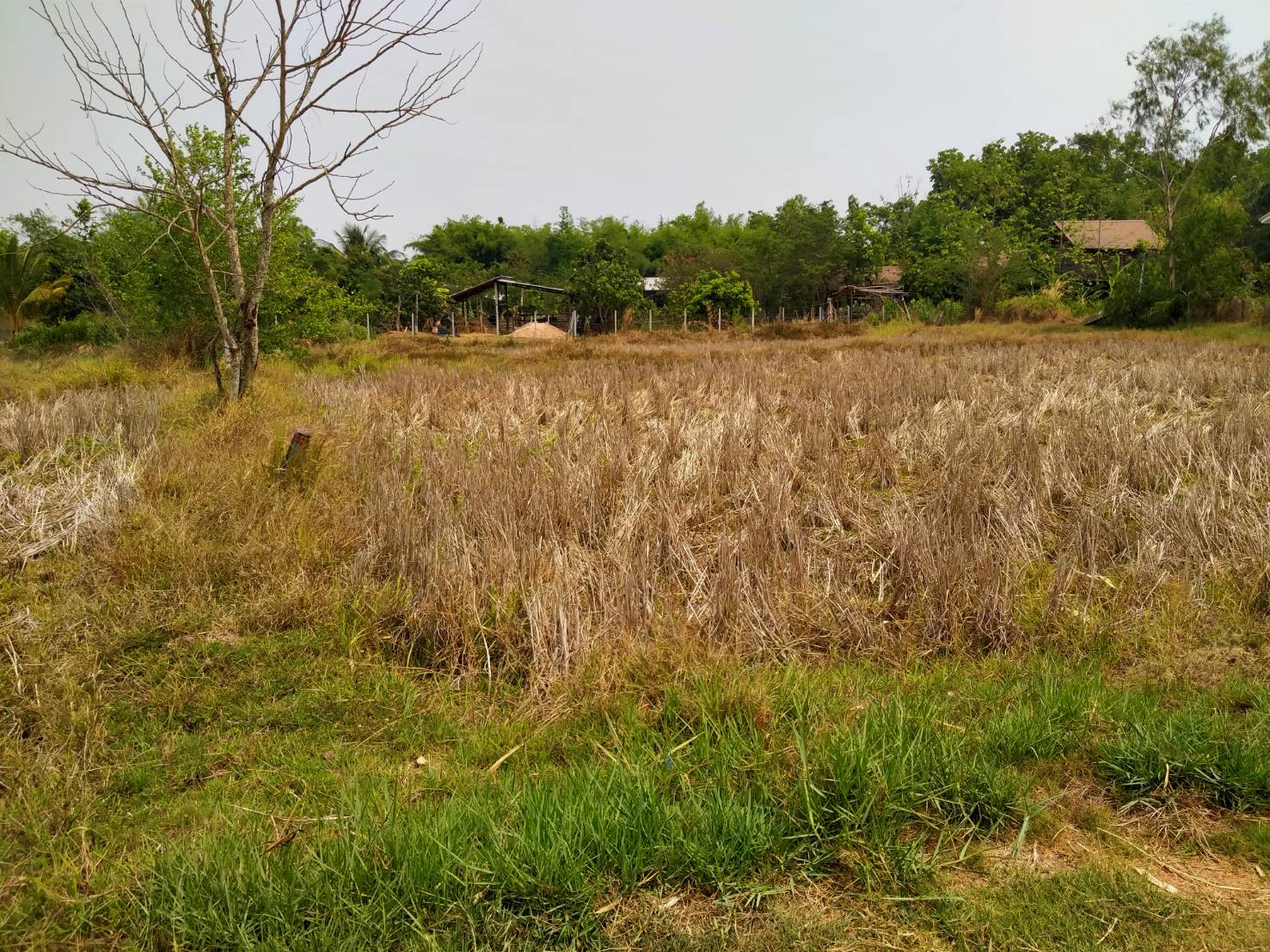 ขายที่ดิน 0-3-85 THB1,200,000 หนองนาคำ เมือง อุดรธานี