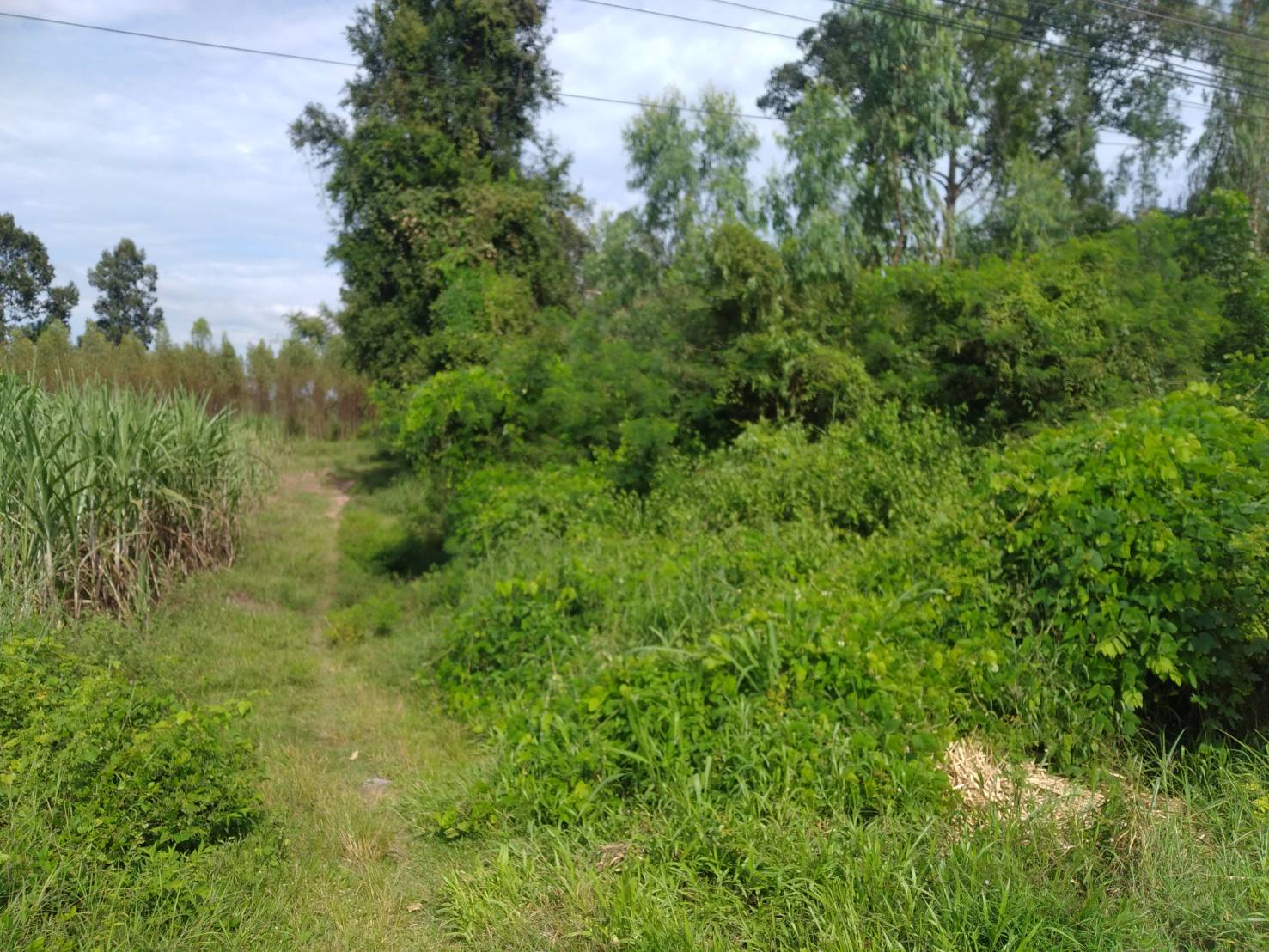 ขายที่ดิน 6-1-93 THB14,261,500 พันดอน กุมภวาปี อุดรธานี