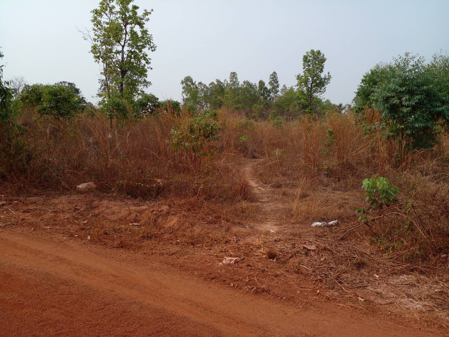 ขายที่ดิน 8-2-63.5 THB2,600,000 นาม่วง ประจักษ์ศิลปาคม อุดรธานี