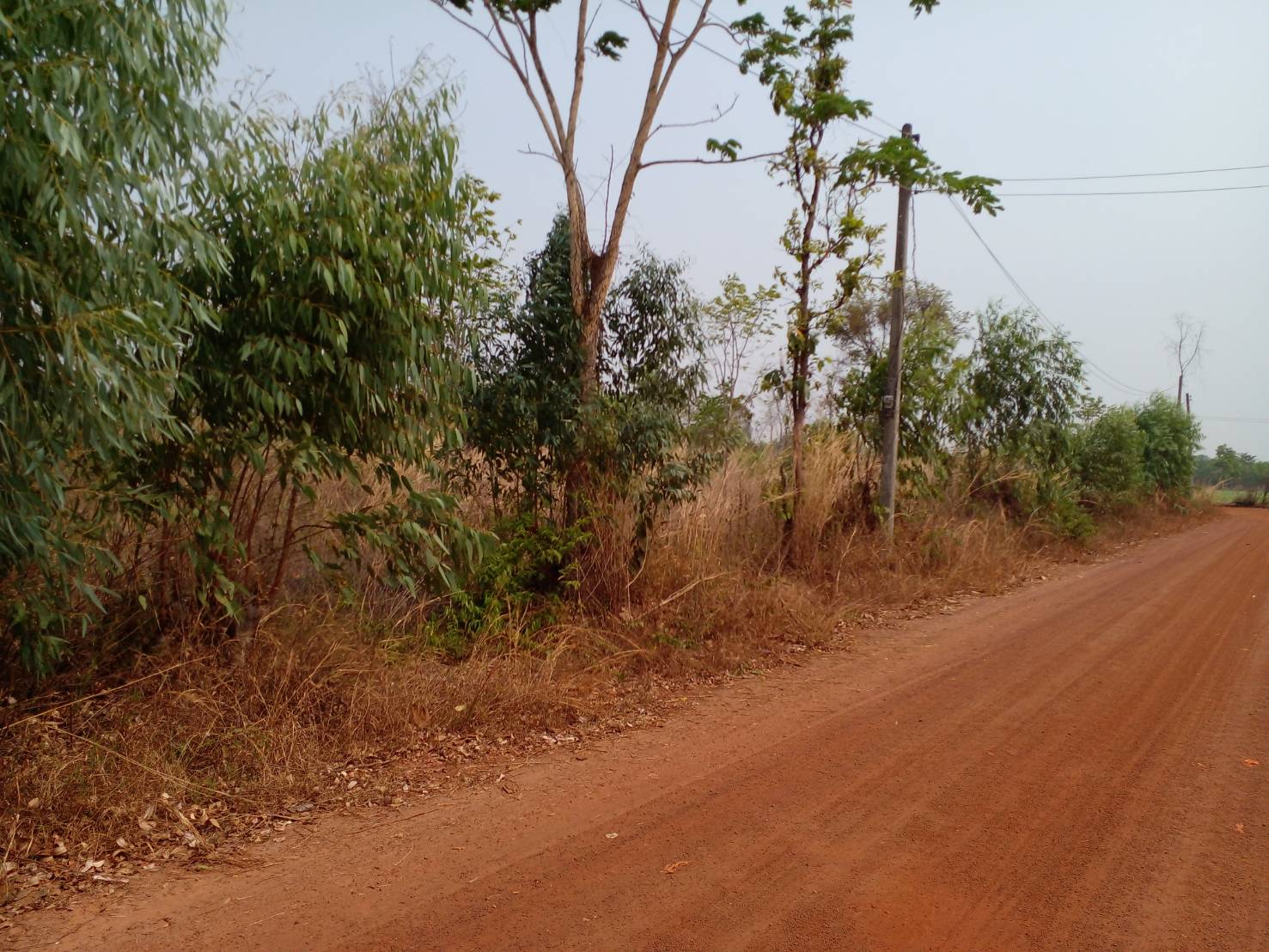 ขายที่ดิน 8-2-63.5 THB2,600,000 นาม่วง ประจักษ์ศิลปาคม อุดรธานี