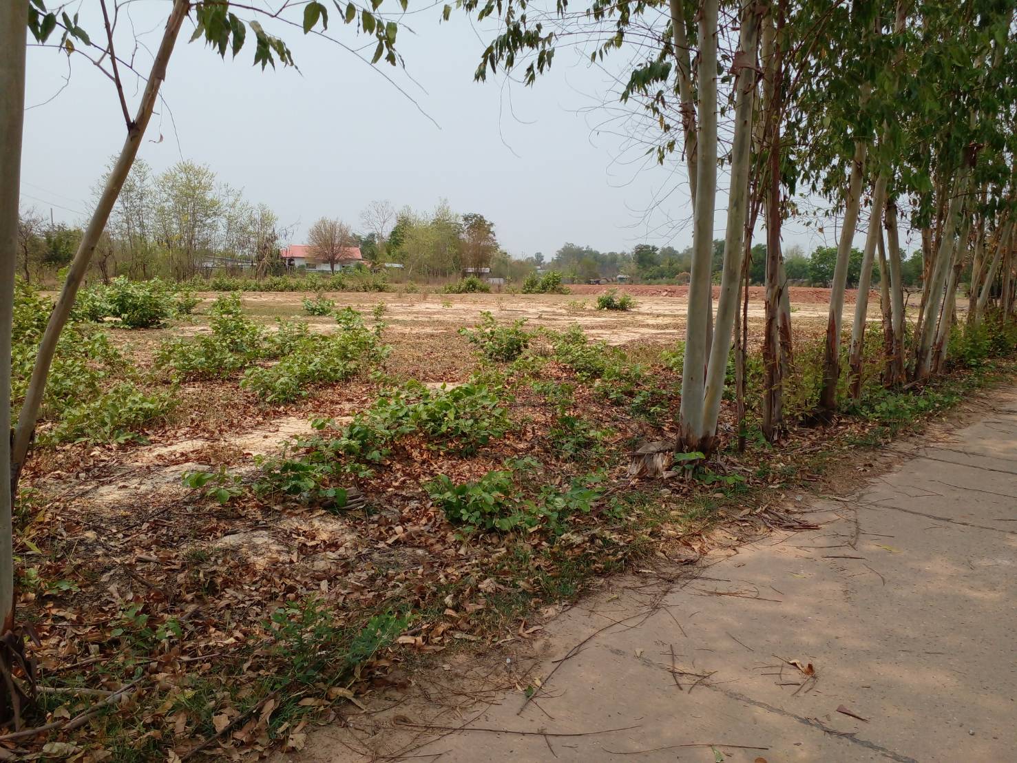 ขายที่ดิน 2-0-0 THB2,700,000 หนองบัว เมือง อุดรธานี