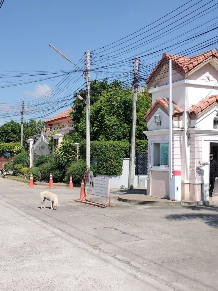 ขายที่ดินเปล่า ทำเลทอง เนื้อที่ 100 ตรว. เหมาะสำหรับปลูกบ้านพักอาศัยหรือเปิดร้านขายของ