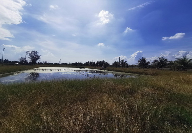 ขายที่ดินคลองเปรง เทศบาลเทพราช ถนนสุวินทวงศ์ ฉะเชิงเทรา เนื้อที่ 2-3-86 ไร่
