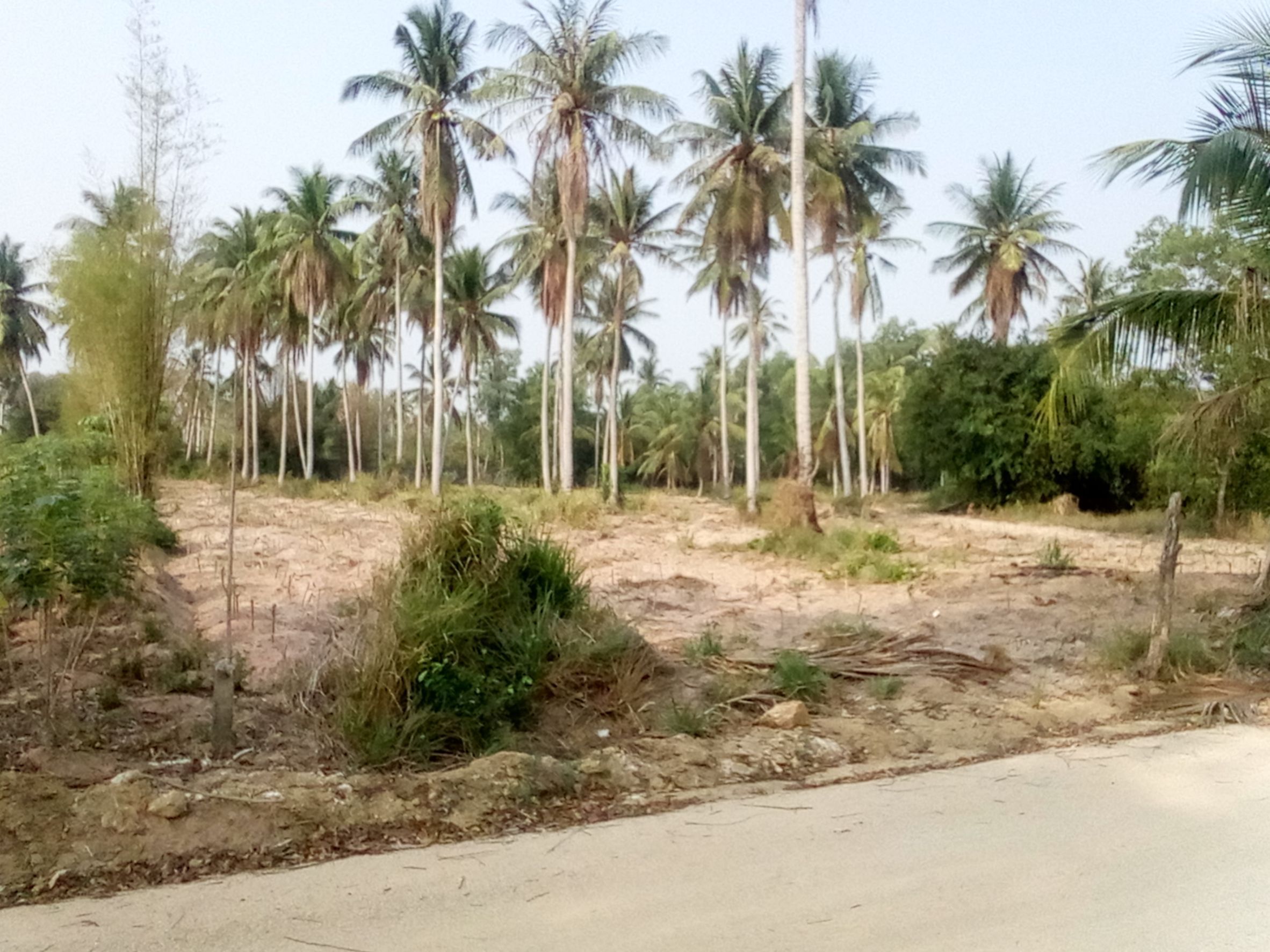 ขายที่ดิน 5 ไร่ อำเภอบางละมุง จังหวัดชลบุรี