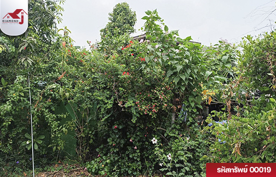 ขายด่วน!! ที่ดินพร้อมสิ่งปลูกสร้าง ขนาด 156 ตรว. คลองข่อย ปากเกร็ด นนทบุรี