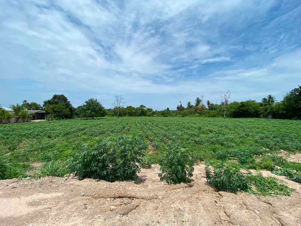 ขายที่ดินเปล่า  ทำเลดี หน้าที่ติดถนนสุขุมวิท เอกสารสิทธิ์โฉนดสองแปลง