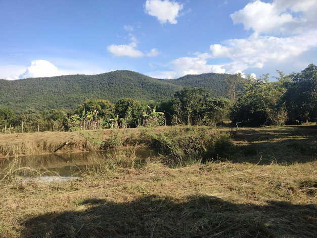 แบ่งขายที่ดินพร้อมสิ่งปลูกสร้างในพื้นที่ มีสวนลำไยและต้นสัก วิวดอย ทำเลดี   เจ้าของขายเอง ศรีบัวบาน ลำพูน