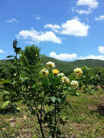 แบ่งขายที่ดินพร้อมสิ่งปลูกสร้างในพื้นที่ มีสวนลำไยและต้นสัก วิวดอย ทำเลดี   เจ้าของขายเอง ศรีบัวบาน ลำพูน