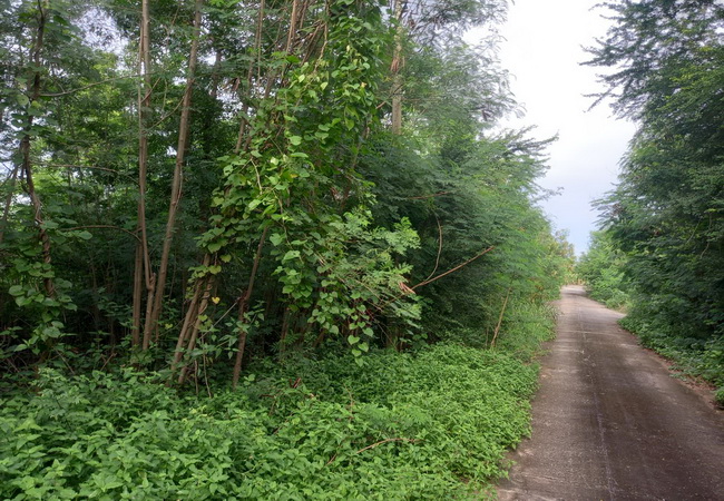 ขายที่ดิน คลอง 9 หมู่บ้านบ้านสวนเก้าพัฒนา เนื้อที่ 328 ตร.ว. แปลงมุม ถมแล้ว