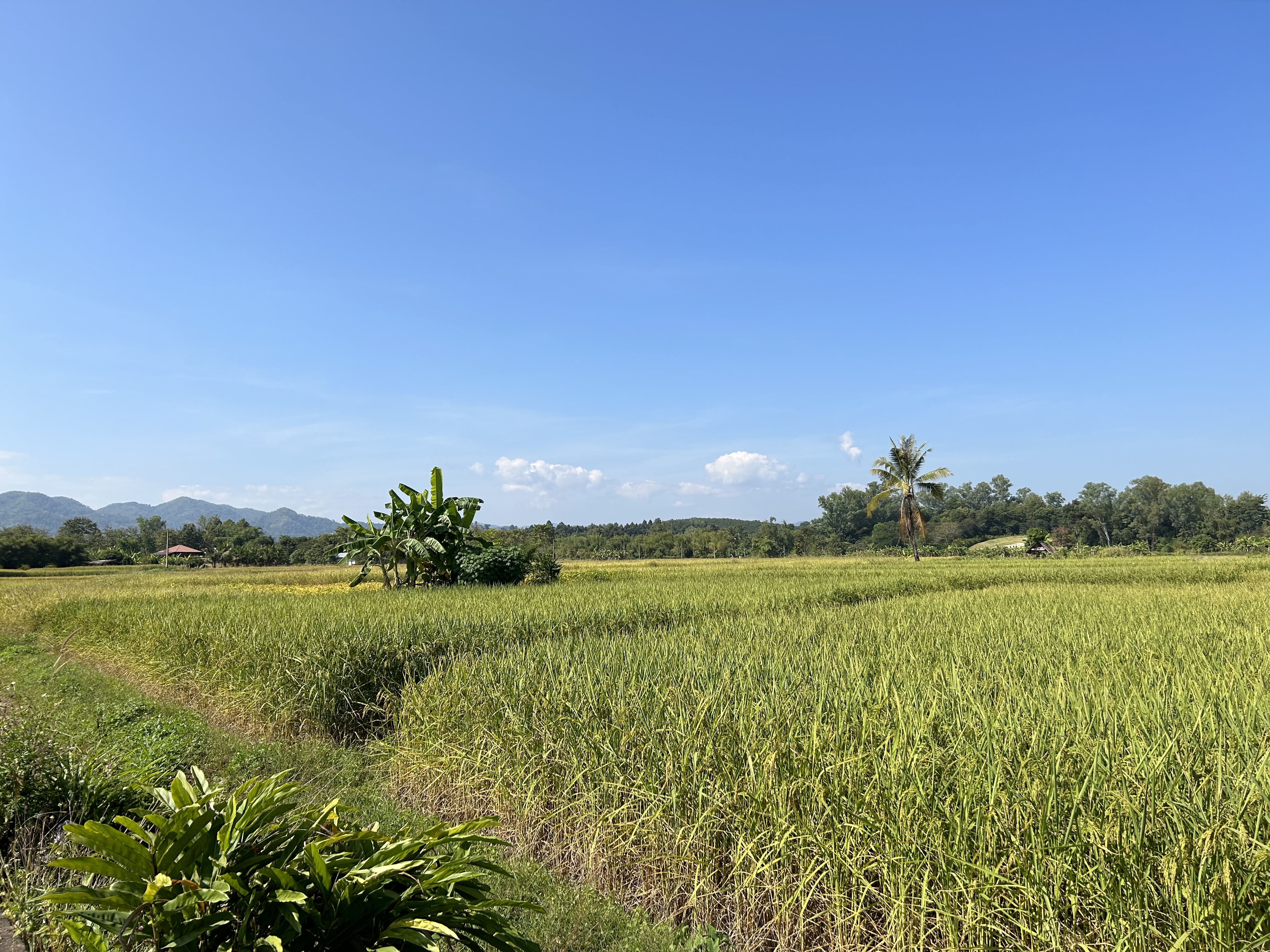 ที่ดินสวย อากาศดีตลอดปี  ปลูกต้นไม้ ทำไร่ ให้ผลผลิตคุ้มค่า อำเภอแม่จัน จังหวัดเชียงราย