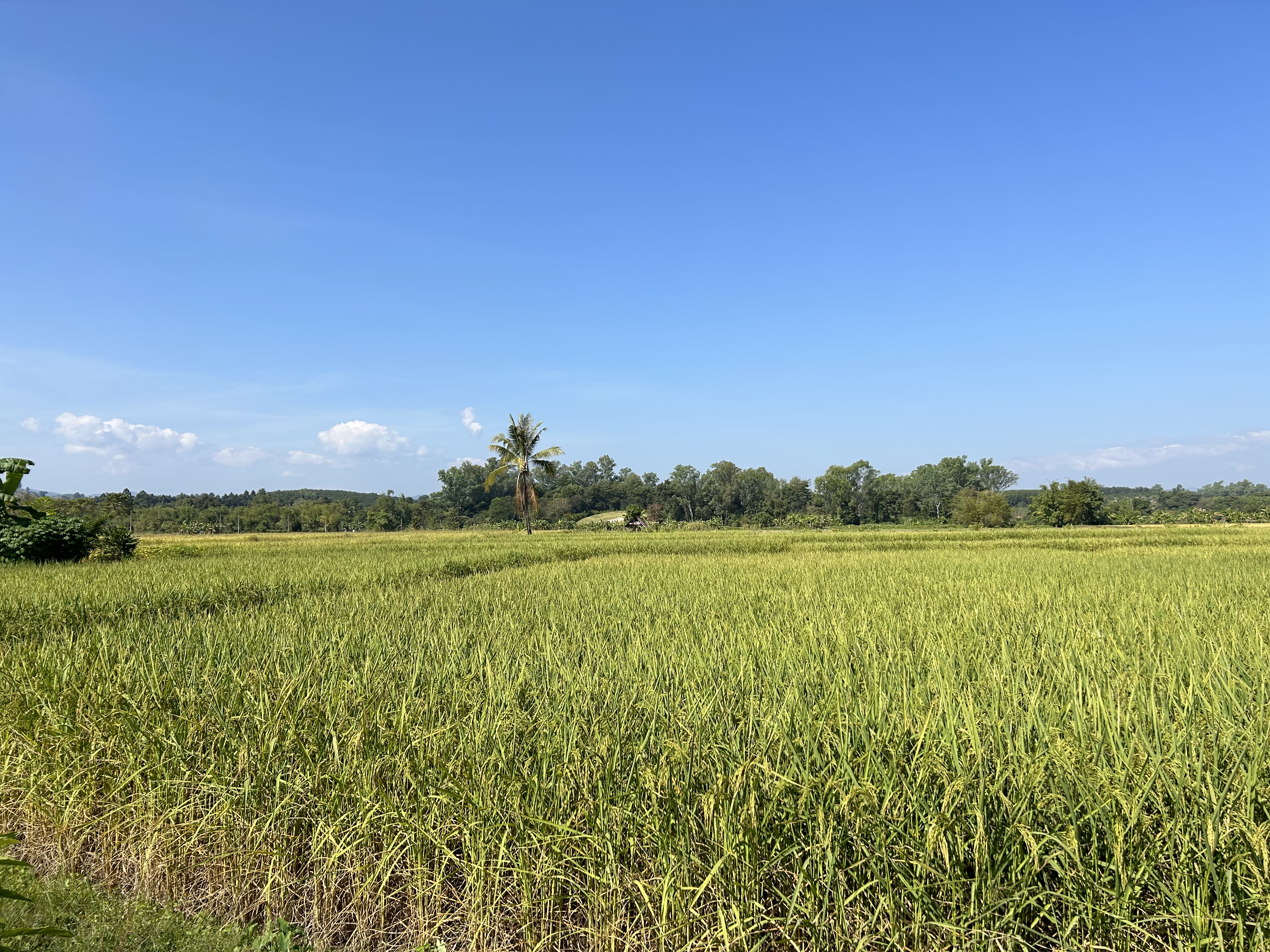 ที่ดินสวย อากาศดีตลอดปี  ปลูกต้นไม้ ทำไร่ ให้ผลผลิตคุ้มค่า อำเภอแม่จัน จังหวัดเชียงราย