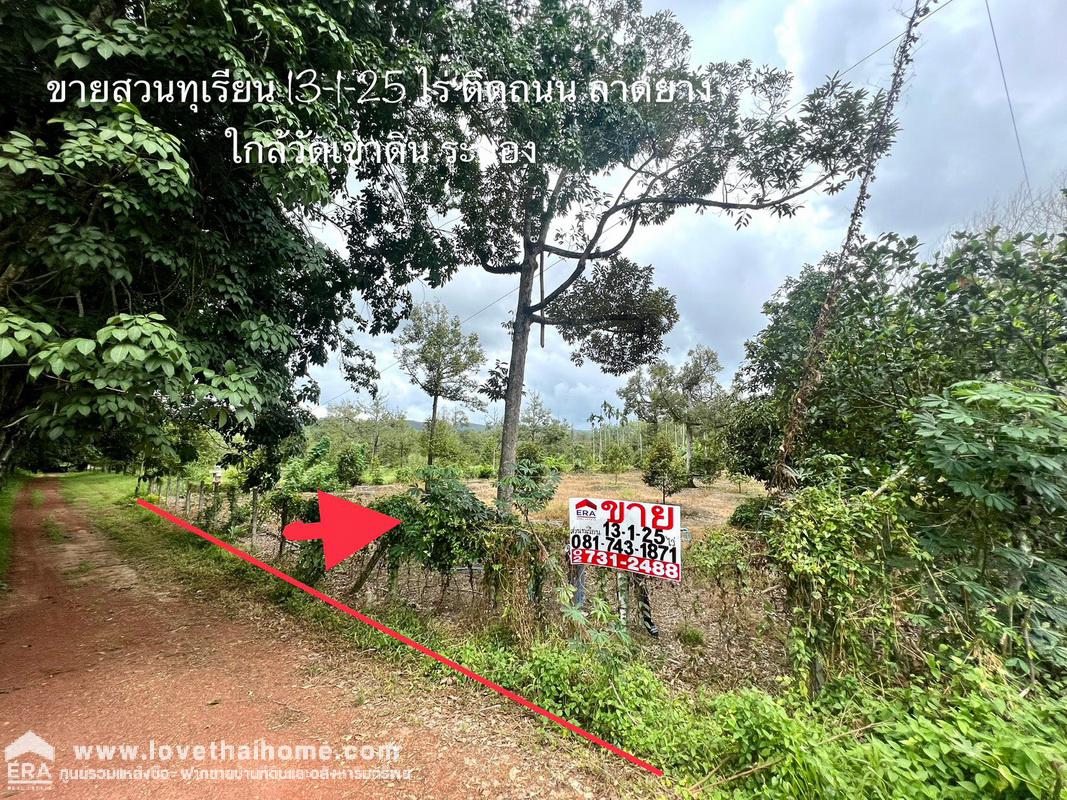 ขายที่ดินพร้อมสวนทุเรียน เมืองแกลง ระยอง พื้นที่ 13-1-25 ไร่ ติดถนนลาดยาง มีบ่อน้ำ มีผลผลิตแล้ว ทำท่องเที่ยวเชิงเกษตร บุฟเฟ่ต์ทุเรียน ทำเลดี ขายไม่แพง