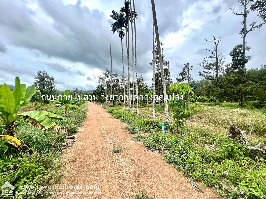 ขายที่ดินพร้อมสวนทุเรียน เมืองแกลง ระยอง พื้นที่ 13-1-25 ไร่ ติดถนนลาดยาง มีบ่อน้ำ มีผลผลิตแล้ว ทำท่องเที่ยวเชิงเกษตร บุฟเฟ่ต์ทุเรียน ทำเลดี ขายไม่แพง