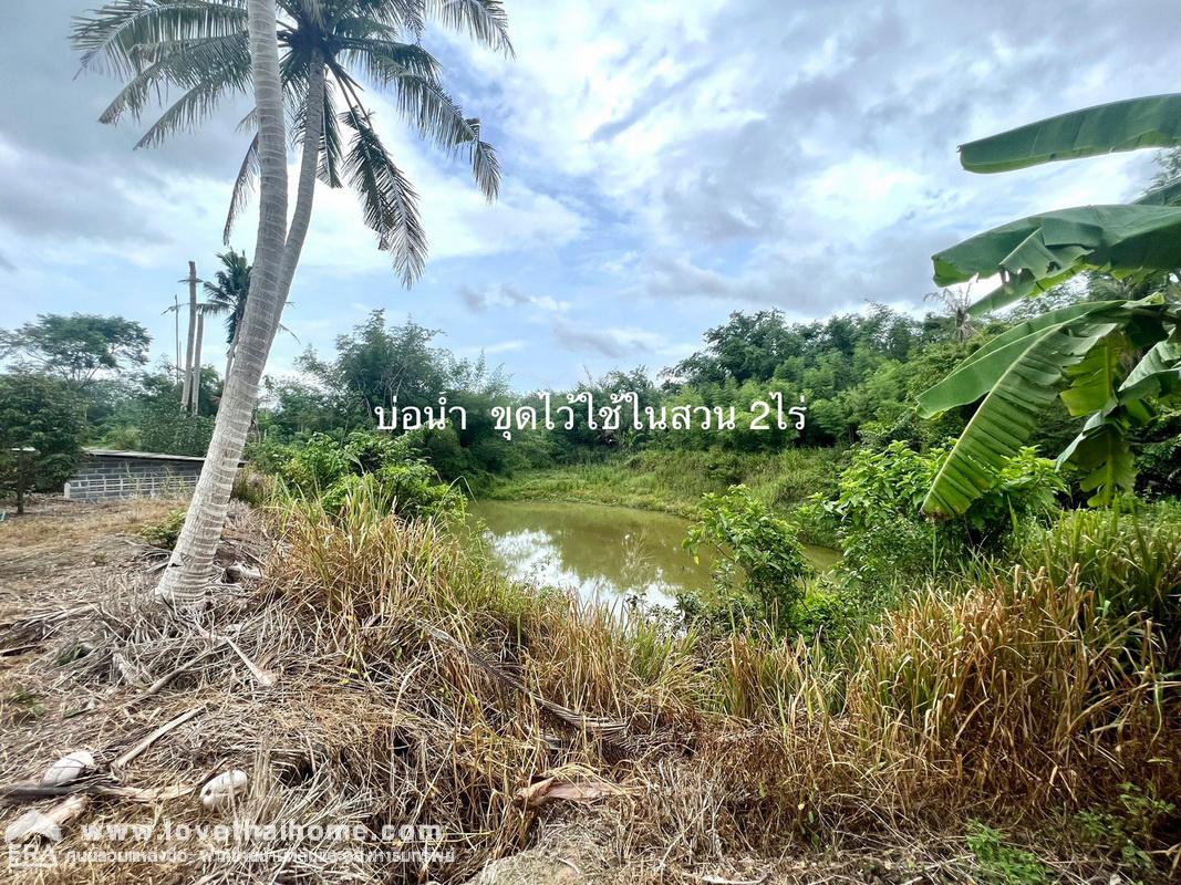 ขายที่ดินพร้อมสวนทุเรียน เมืองแกลง ระยอง พื้นที่ 13-1-25 ไร่ ติดถนนลาดยาง มีบ่อน้ำ มีผลผลิตแล้ว ทำท่องเที่ยวเชิงเกษตร บุฟเฟ่ต์ทุเรียน ทำเลดี ขายไม่แพง