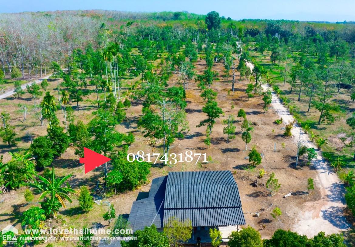 ขายที่ดินพร้อมสวนทุเรียน เมืองแกลง ระยอง พื้นที่ 13-1-25 ไร่ ติดถนนลาดยาง มีบ่อน้ำ มีผลผลิตแล้ว ทำท่องเที่ยวเชิงเกษตร บุฟเฟ่ต์ทุเรียน ทำเลดี ขายไม่แพง