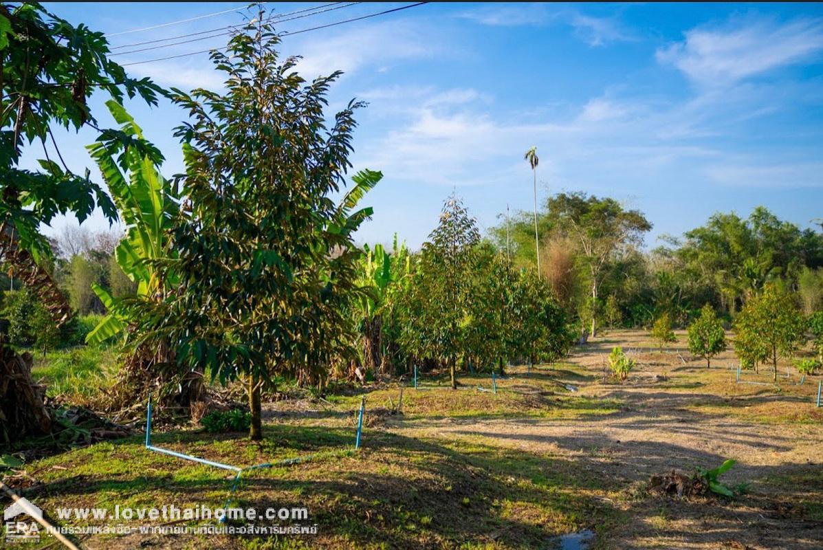 ขายที่ดินพร้อมสวนทุเรียน เมืองแกลง ระยอง พื้นที่ 13-1-25 ไร่ ติดถนนลาดยาง มีบ่อน้ำ มีผลผลิตแล้ว ทำท่องเที่ยวเชิงเกษตร บุฟเฟ่ต์ทุเรียน ทำเลดี ขายไม่แพง