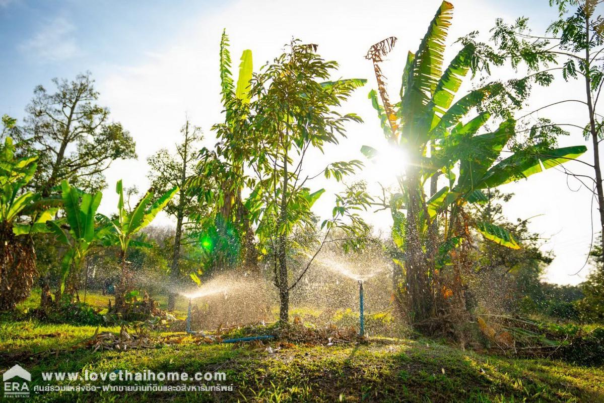 ขายที่ดินพร้อมสวนทุเรียน เมืองแกลง ระยอง พื้นที่ 13-1-25 ไร่ ติดถนนลาดยาง มีบ่อน้ำ มีผลผลิตแล้ว ทำท่องเที่ยวเชิงเกษตร บุฟเฟ่ต์ทุเรียน ทำเลดี ขายไม่แพง