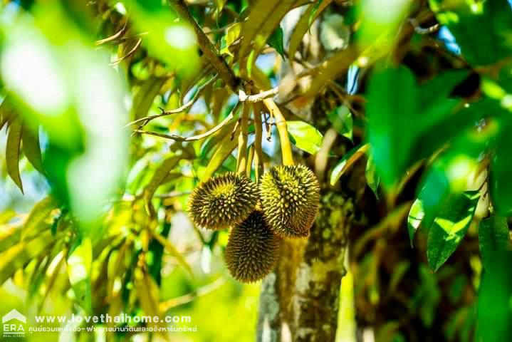 ขายที่ดินพร้อมสวนทุเรียน เมืองแกลง ระยอง พื้นที่ 13-1-25 ไร่ ติดถนนลาดยาง มีบ่อน้ำ มีผลผลิตแล้ว ทำท่องเที่ยวเชิงเกษตร บุฟเฟ่ต์ทุเรียน ทำเลดี ขายไม่แพง