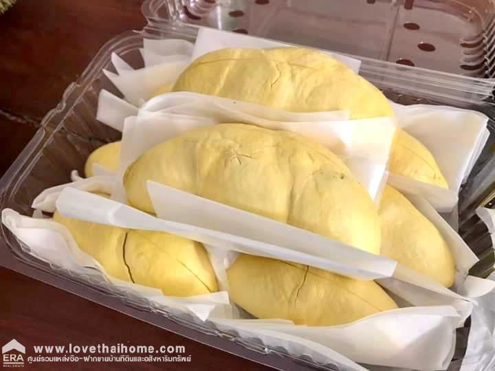ขายที่ดินพร้อมสวนทุเรียน เมืองแกลง ระยอง พื้นที่ 13-1-25 ไร่ ติดถนนลาดยาง มีบ่อน้ำ มีผลผลิตแล้ว ทำท่องเที่ยวเชิงเกษตร บุฟเฟ่ต์ทุเรียน ทำเลดี ขายไม่แพง
