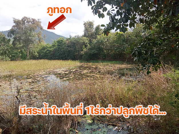 ที่ดินสวยใกล้ภูทอกติดถนนโครงการเลี่ยงเมืองสี่เลนเชียงคานล่าสุด ในอนาคตอันใกล้ แบ่งขาย1-4ไร่ โฉนดพร้อมโอน 