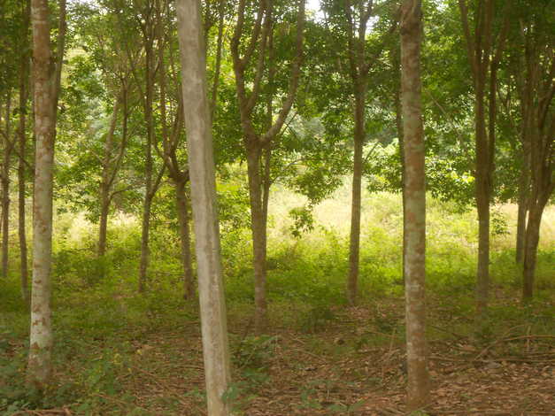 ที่ดิน101ไร่ 1 งาน อ.ปากชม จ.เลย ที่สวยทำเลดี