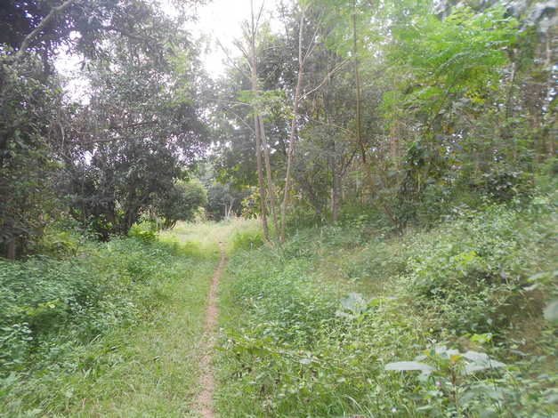 ที่ดิน101ไร่ 1 งาน อ.ปากชม จ.เลย ที่สวยทำเลดี