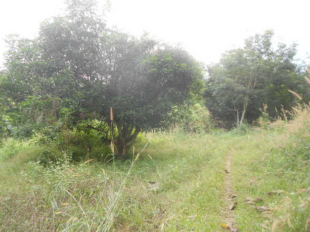 ที่ดิน101ไร่ 1 งาน อ.ปากชม จ.เลย ที่สวยทำเลดี