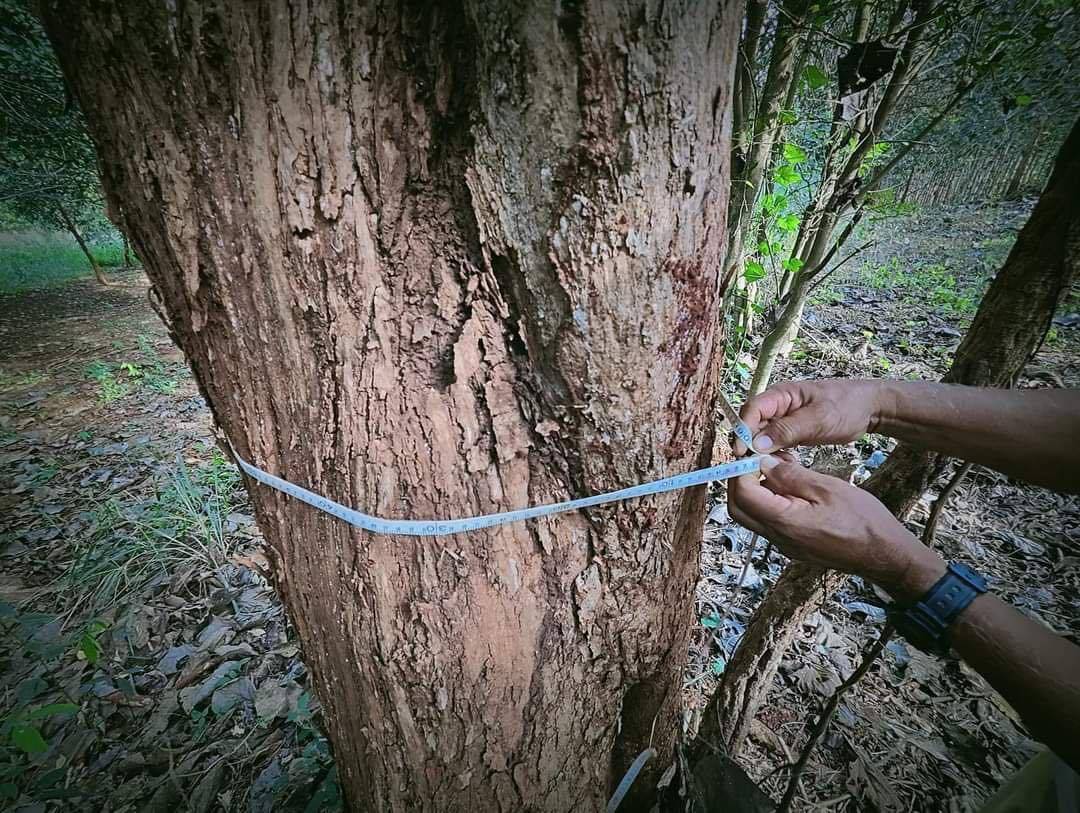 ขายที่ดิน 18 ไร่ พร้อมสวนไม้สัก และไม้พยุง อ.ทองผาภูมิ จ.กาญจนบุรี