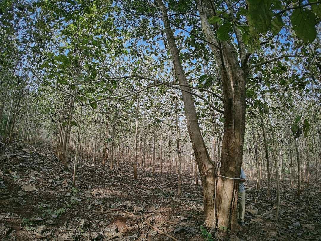 ขายที่ดิน 18 ไร่ พร้อมสวนไม้สัก และไม้พยุง อ.ทองผาภูมิ จ.กาญจนบุรี