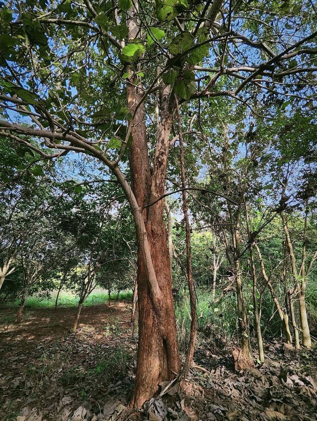 ขายที่ดิน 18 ไร่ พร้อมสวนไม้สัก และไม้พยุง อ.ทองผาภูมิ จ.กาญจนบุรี