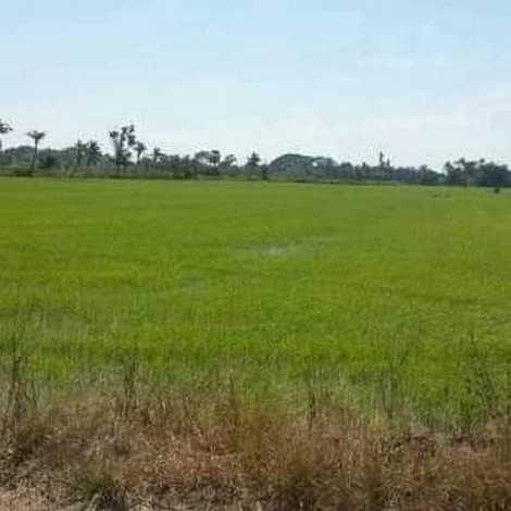 ขายที่ดินสวย ทำเลดีมาก ซ.สุวินทวงค์ 47 เขตหนองจอก กรุงเทพฯ