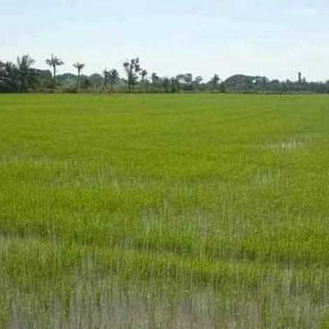 ขายที่ดินสวย ทำเลดีมาก ซ.สุวินทวงค์ 47 เขตหนองจอก กรุงเทพฯ