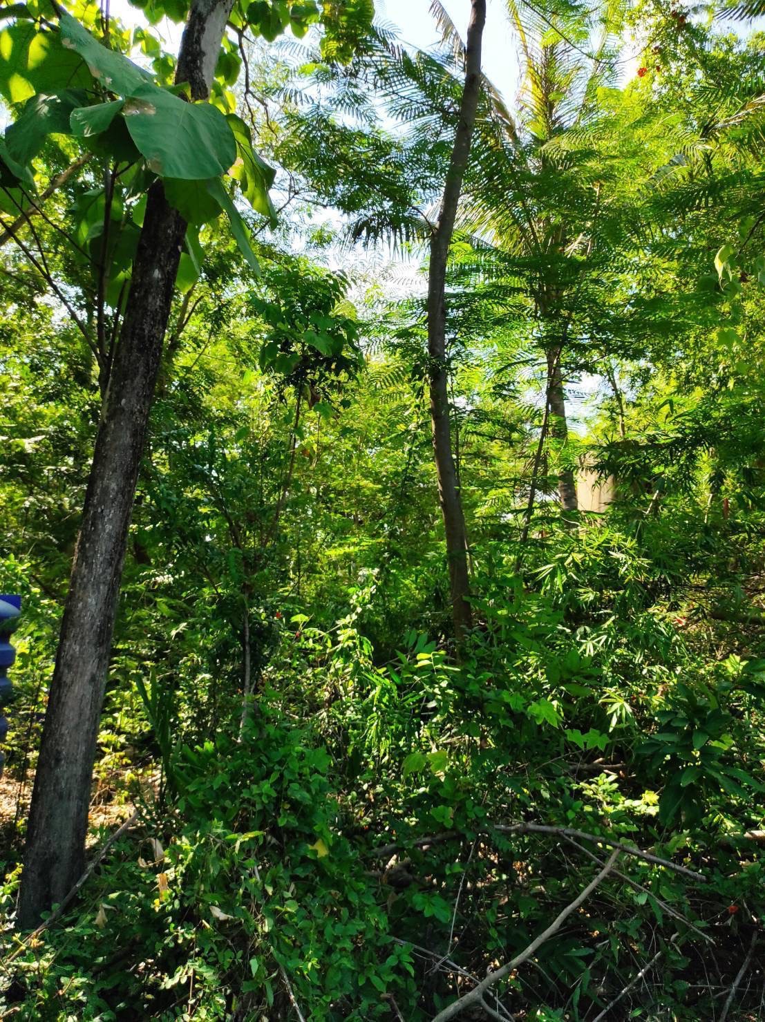 ที่ดินติดถนนรังสิต-นครนายก คลอง15