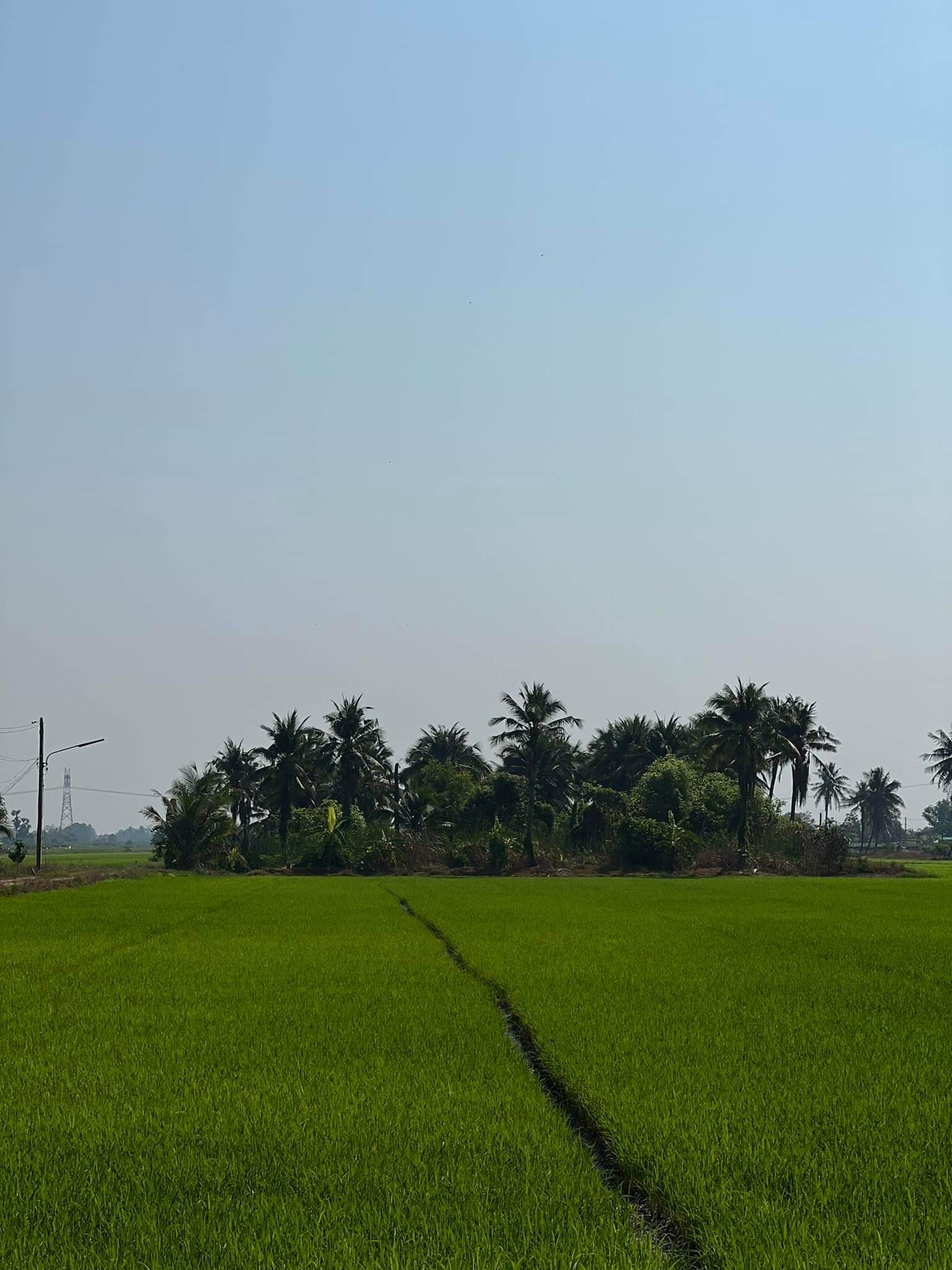 ขายที่ดิน 60 ไร่ ตำบลบึงบอน อำเภอหนองเสือ จังหวัดปทุมธานี 1,900,000 บาท/ไร่