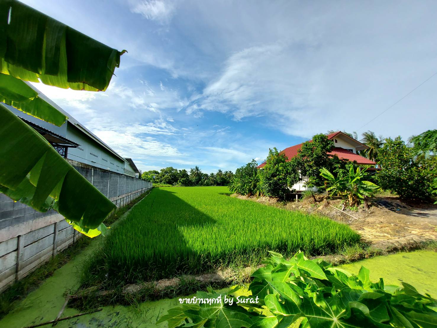 ขาย ที่ดิน ทำเลดี 4  ไร่ครึ่ง ใกล้พุทธมณฑล และวัดญาณฯ เข้าออกได้ทั้ง สาย 4 และ 5