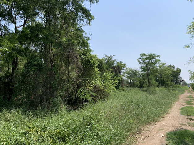 ขายที่ดิน ในซอยคลองห้า ตะวันตก14 อ.คลองหลวง จ.ปทุมธานี 