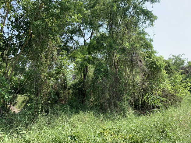 ขายที่ดิน ในซอยคลองห้า ตะวันตก14 อ.คลองหลวง จ.ปทุมธานี 