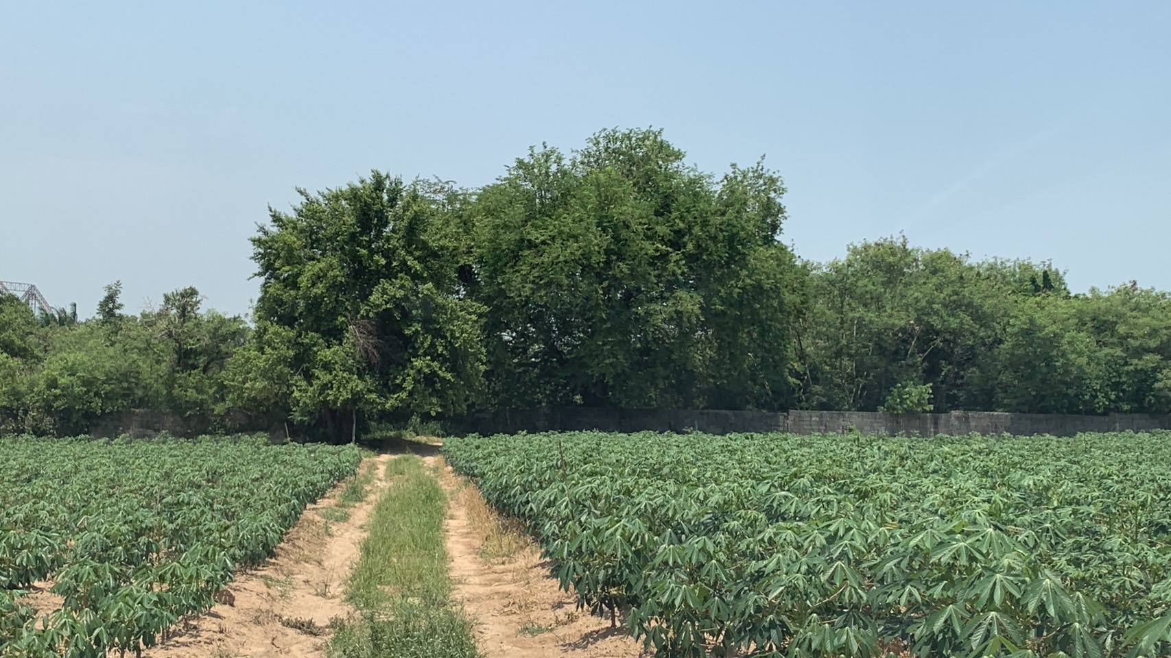 ขายที่ดิน ชุมชนเขาน้อย ซอย 3 (หลังสวนเสือ) อ.ศรีราชา 