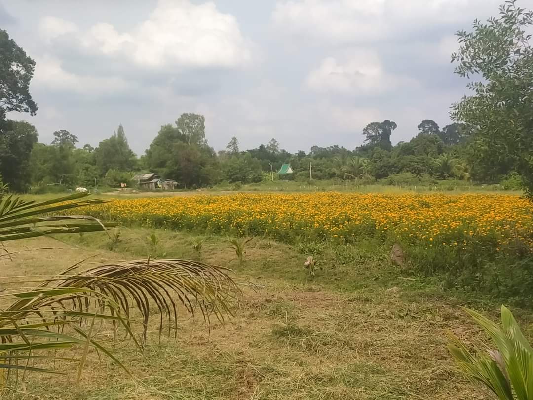 ที่ดินวิวเขา นครนายก 