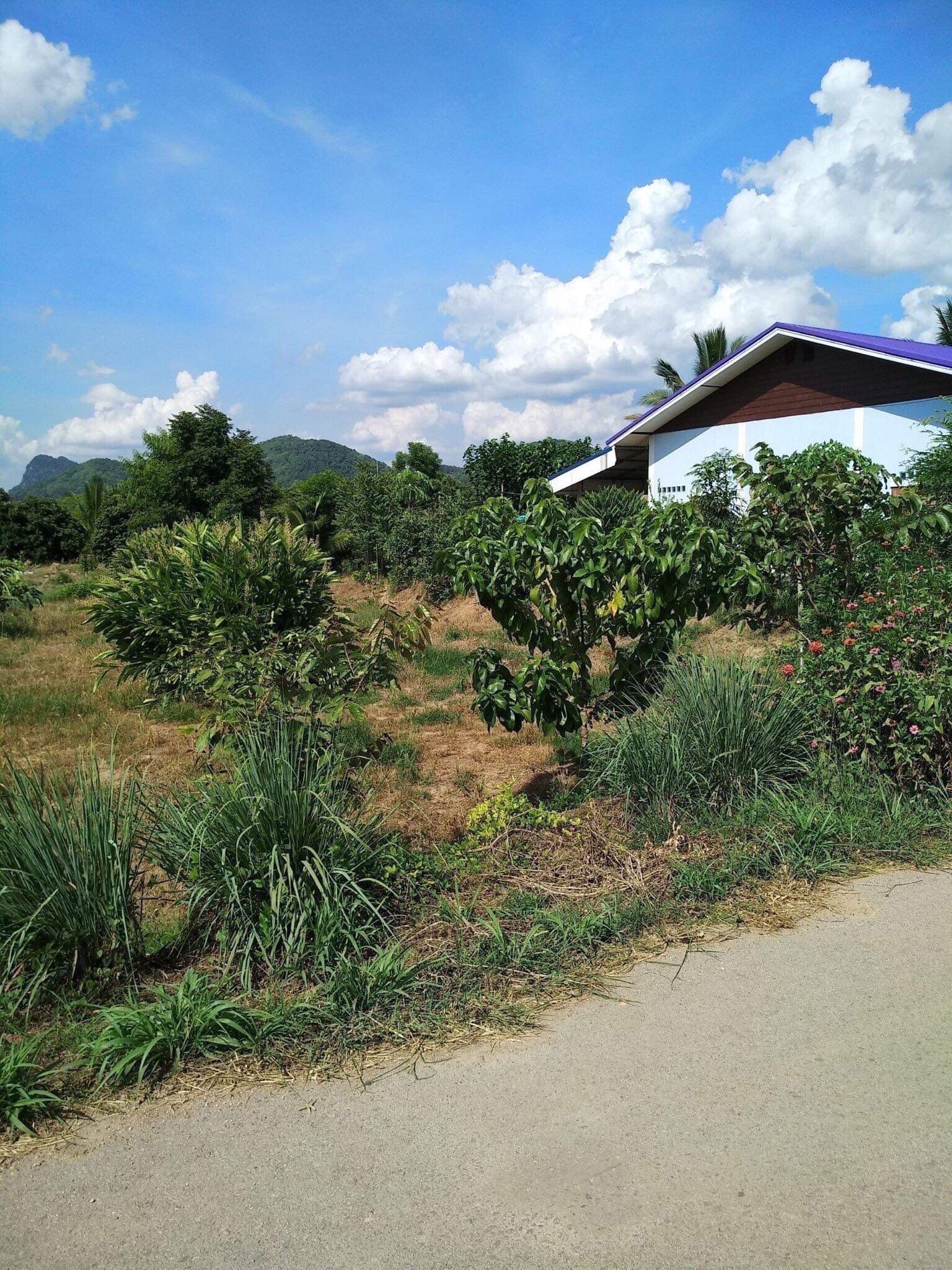 ขายที่ดิน