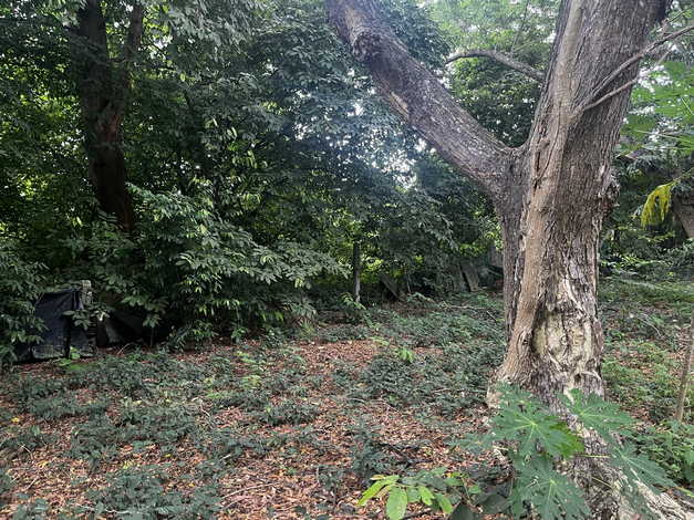 ขายที่ดิน 2 แปลงติดกัน ทำเลดี ตำบลไม้ขาว อำเภอถลาง จังหวัดภูเก็ต