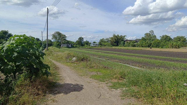 ขายด่วน! ที่ดิน ที่ดิน บางเดื่อ ใกล้ถนนราชพฤกษ์ ตัดใหม่ ปทุมธานี  8000000 BAHT.   น่า-อยู่