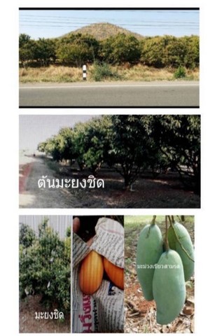 ขายที่ดิน พร้อมสวนผลไม้ต่างๆ เนื้อที่ 29-2-54 ไร่ อ.หนองม่วง ลพบุรี