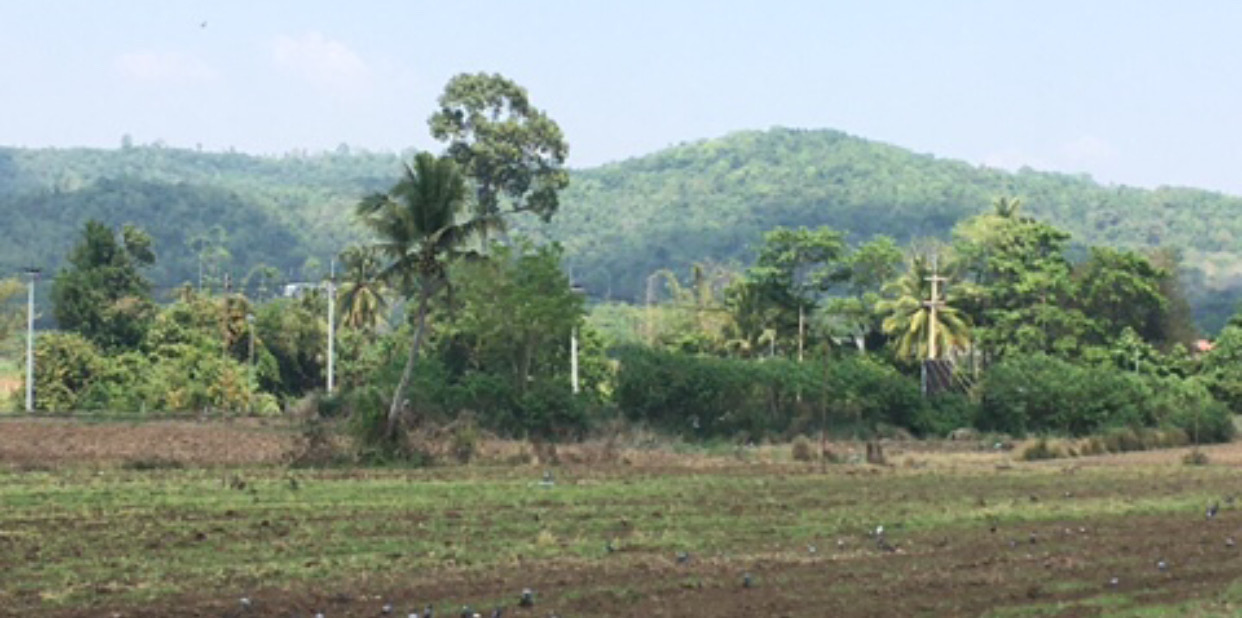 ขายที่ดินโครงการโคกหนองนาโมเดล Koknongna Modelสระน้ำใส หมูสี เขาใหญ่ ติดลำธาร