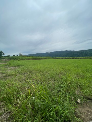 ขายที่ดิน 20 ไร่ แปลงสวย ติดถนนใหญ่ อ.บ้านบึง ชลบุรี 