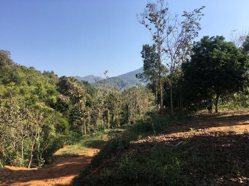 ขายสวนเงาะทุเรียน  2  ไร่หลังเซเว่นทุ่งช้าง สวนสักติดน้ำน่าน จ.น่าน