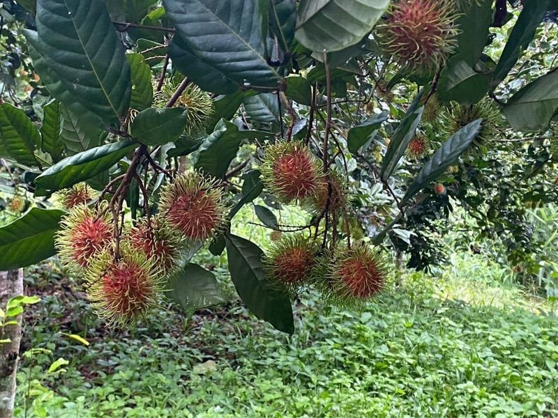 ขายสวนเงาะทุเรียน  2  ไร่หลังเซเว่นทุ่งช้าง สวนสักติดน้ำน่าน จ.น่าน