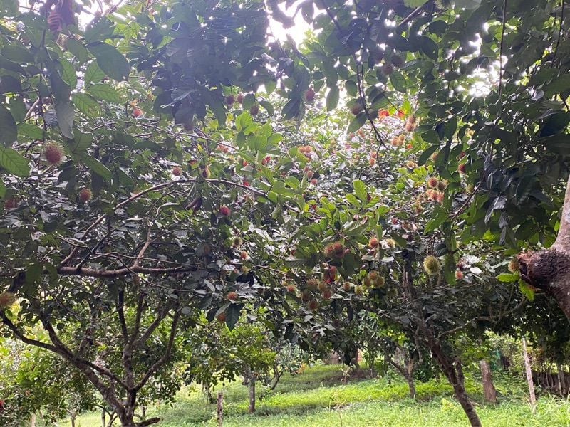 ขายสวนเงาะทุเรียน  2  ไร่หลังเซเว่นทุ่งช้าง สวนสักติดน้ำน่าน จ.น่าน