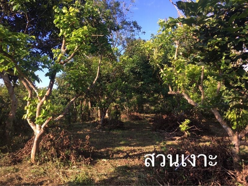 ขายสวนเงาะทุเรียน  2  ไร่หลังเซเว่นทุ่งช้าง สวนสักติดน้ำน่าน จ.น่าน