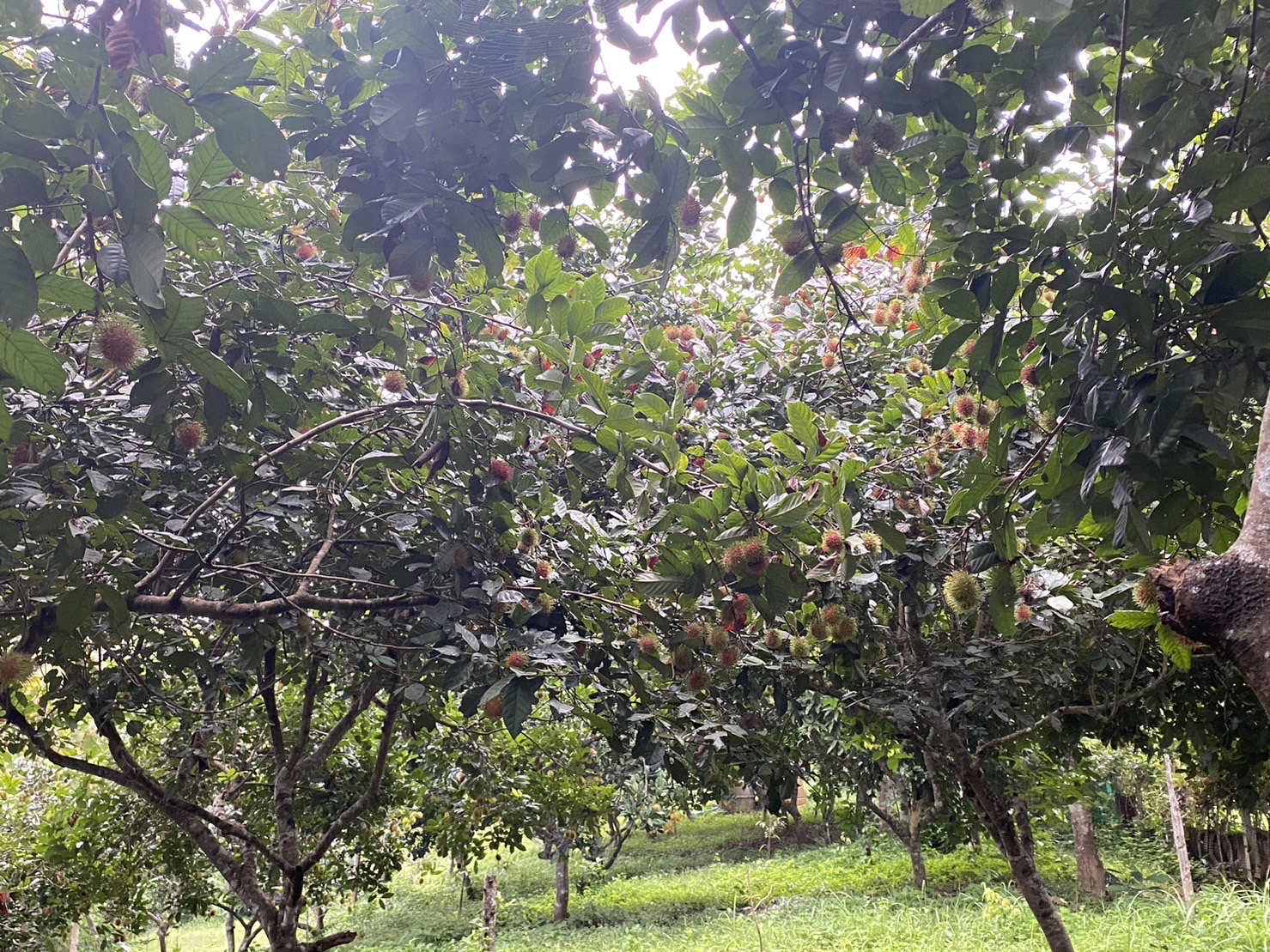 ขายสวนเงาะทุเรียน  2  ไร่หลังเซเว่นทุ่งช้าง สวนสักติดน้ำน่าน จ.น่าน